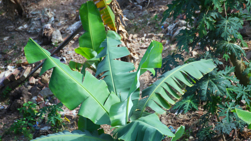 Ống kính Sigma SIGMA 135-400mm F4.5-5.6 APO canon - Ống kính siêu tele